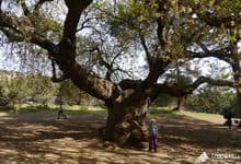 Поход по Кипру. 500-летний дуб