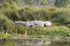 на каноэ по речке с крокодимлами читван