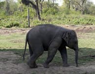 слоновий питомник