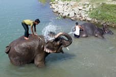 купание со слонами читван